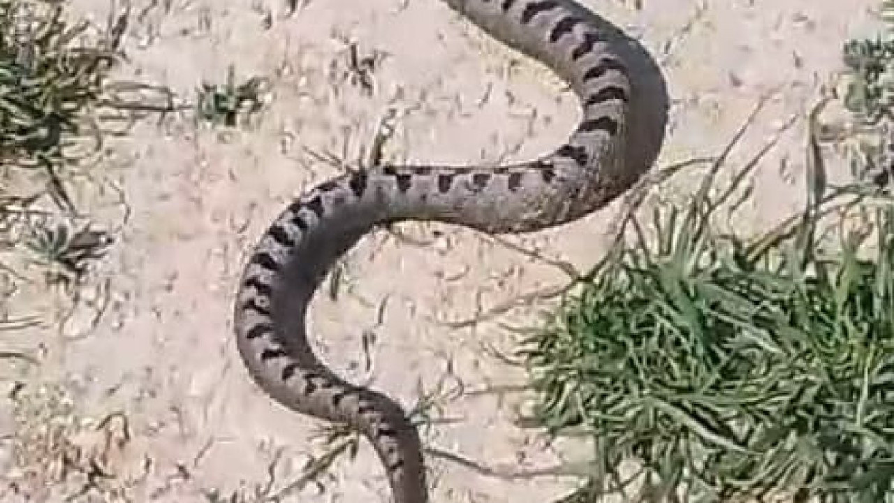 Apartman bahçesinde yılan paniği!