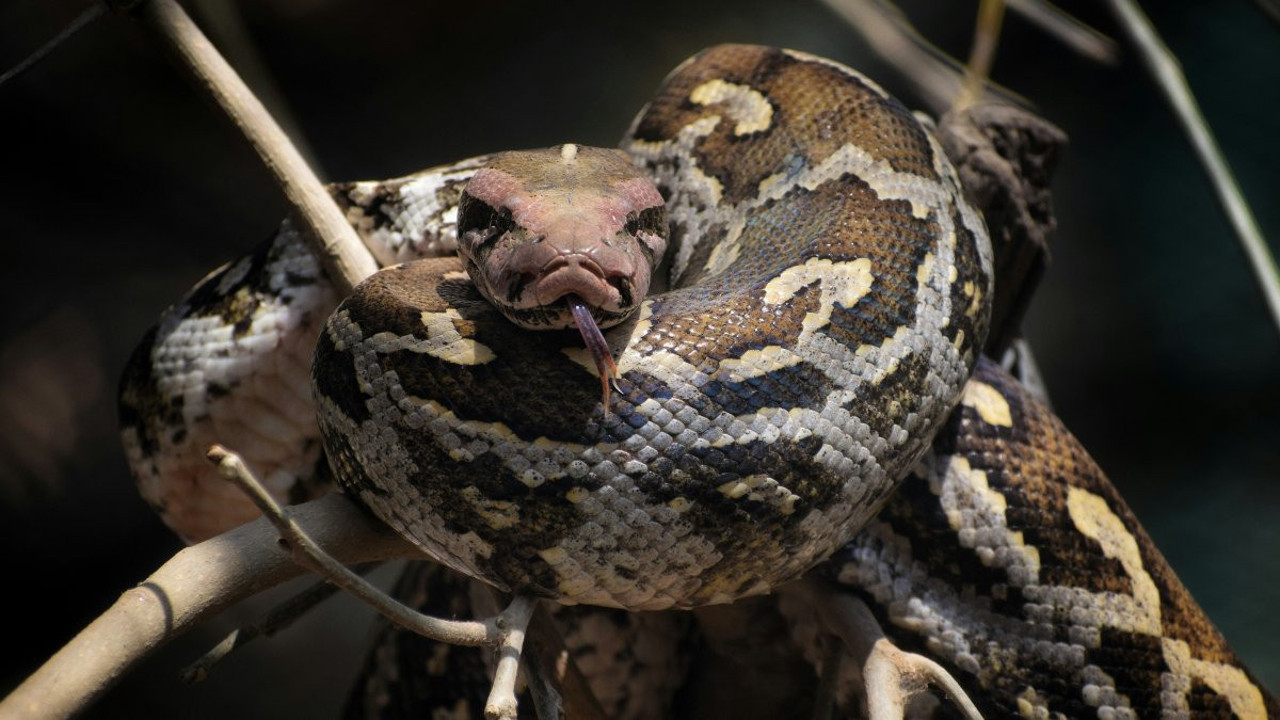 Turizm cennetinde yılan kabusu yaşanıyor