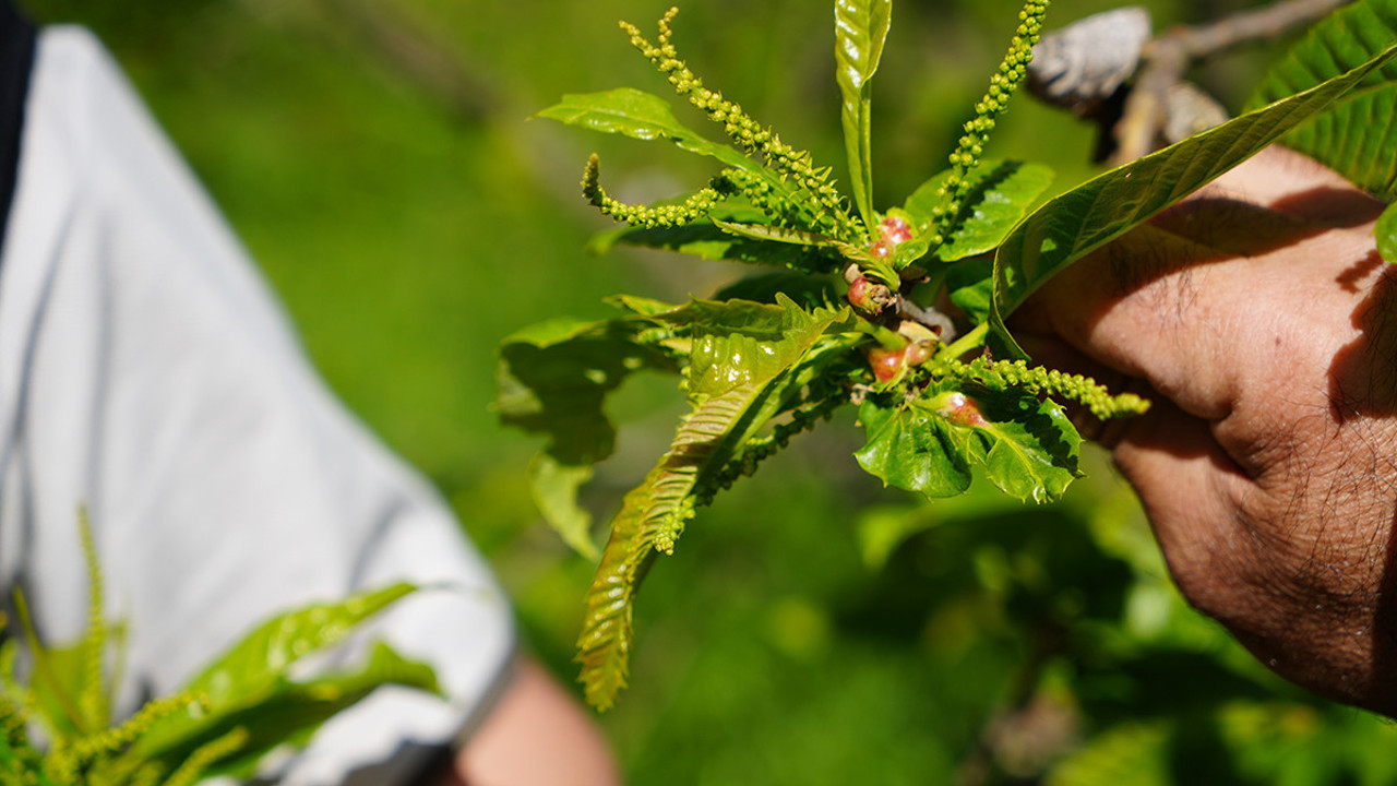 Kestane üretiminde yeni umut! Böcek silahı devreye girdi