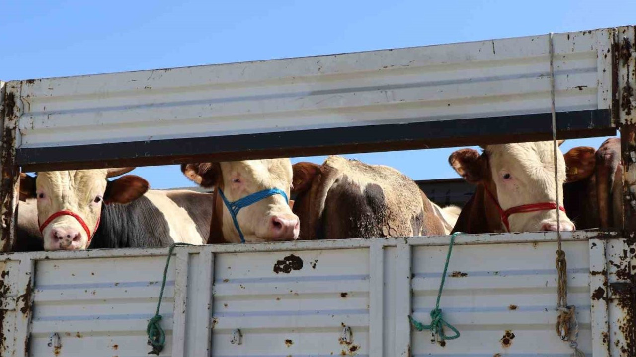 Kurban Bayramı yaklaşırken sevkiyatlara sıkı denetim getirildi
