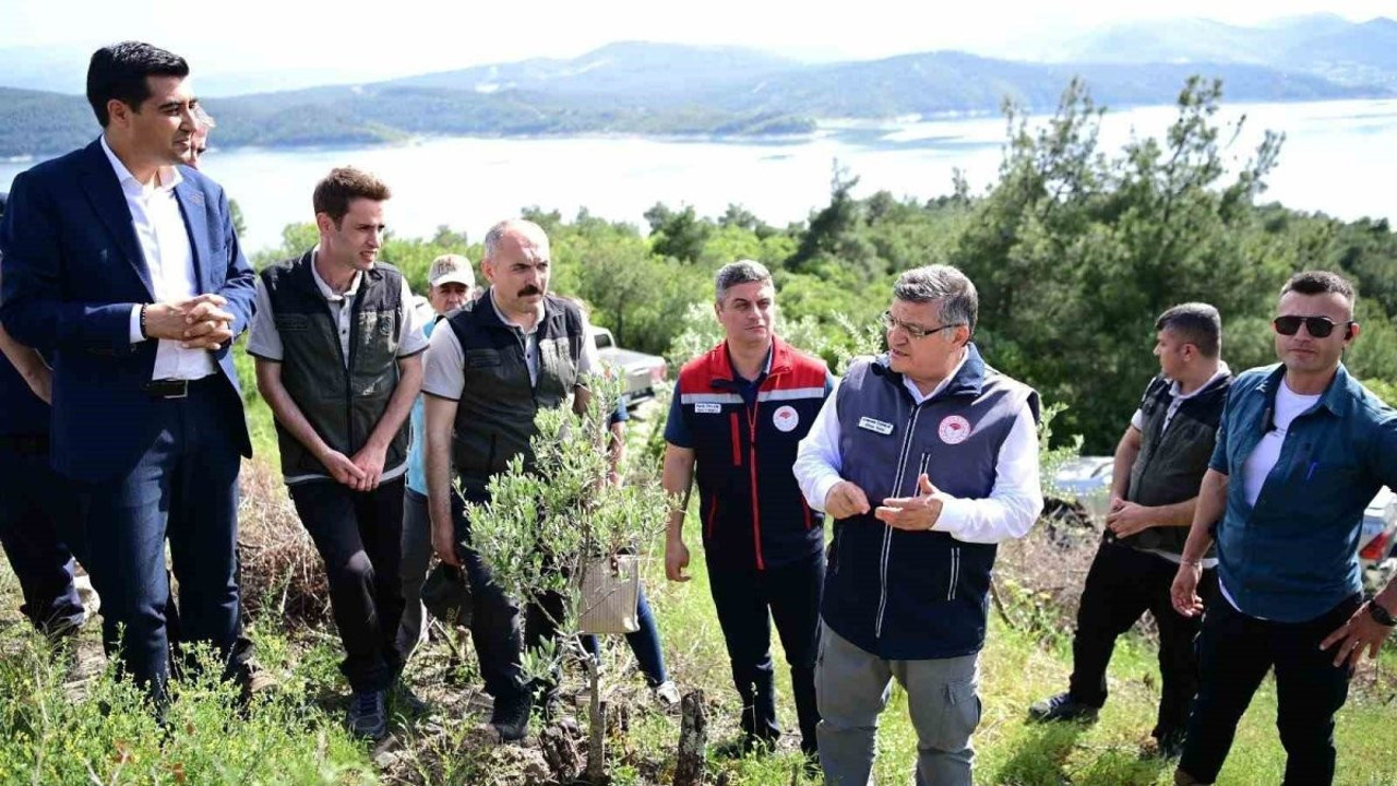Sinop’ta 80 bin yabani zeytin ağacı aşılanacak