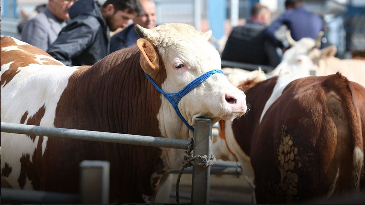 İnternetten kurbanlık almak isteyenler dikkat! Dolandırıcıların oyununa gelmeyin