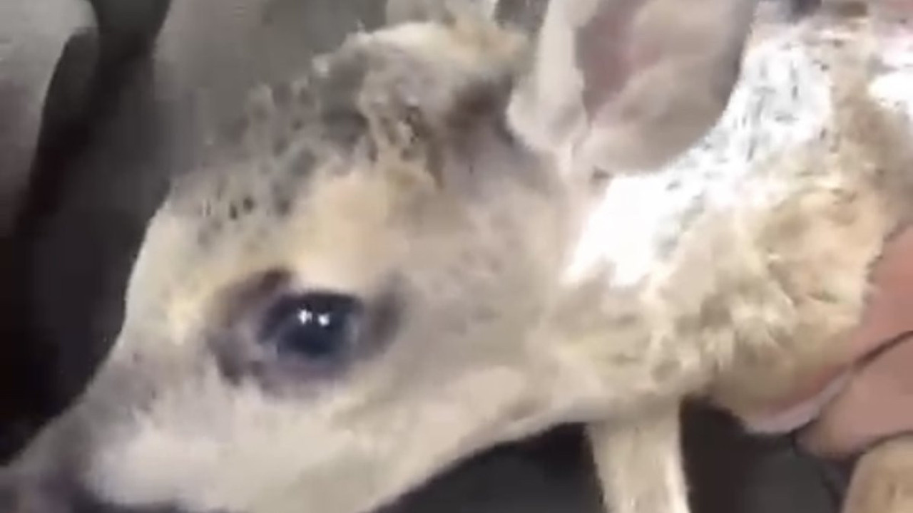 Kaybolan yavru karacanın annesiyle buluşması duygulandırdı