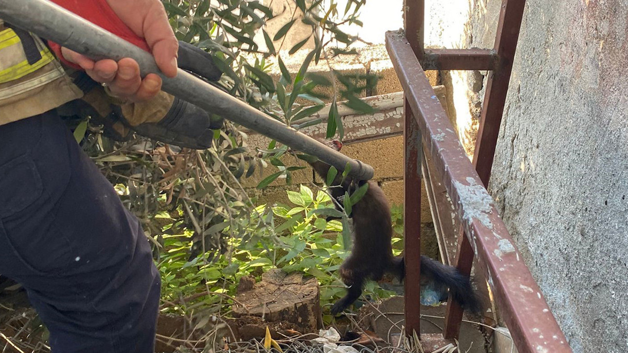 Kümes avcısı tuzağa düştü