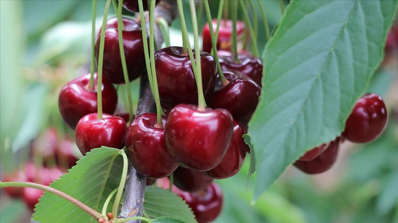 Kiraz Saplarını Çöpe Atmayın! İşte Müthiş Faydalarıyla Kiraz Sapı Çayı