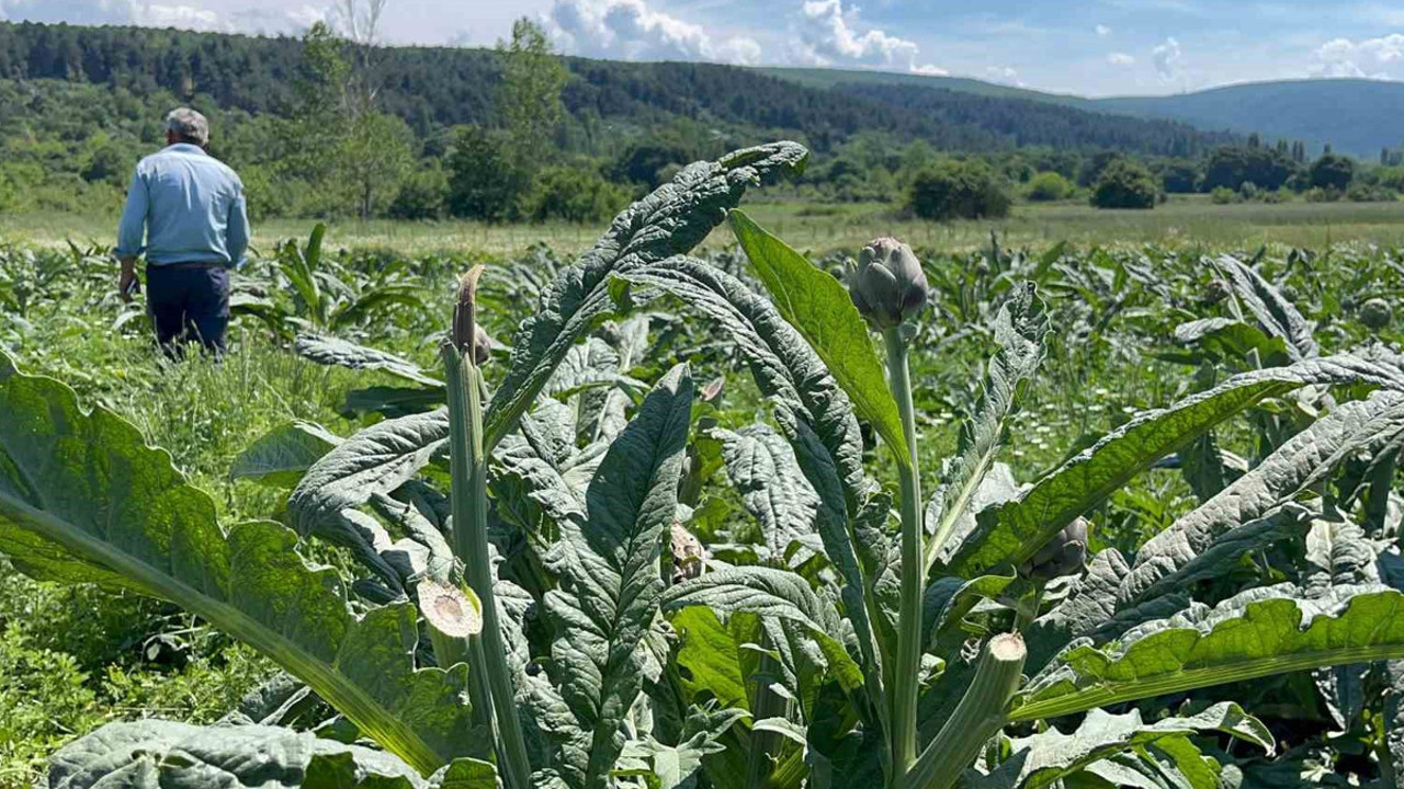 Bir gecede tarla boşaltıldı! Tarla sahibi çaresiz