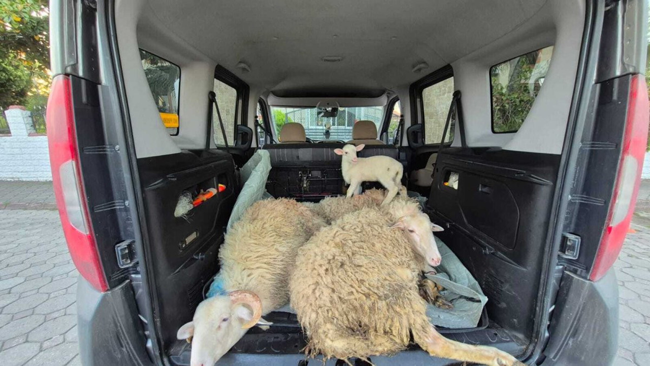 Kurbanlıkların parasını ödemeyip kaçmışlardı! Yeni evli çift yakalandı