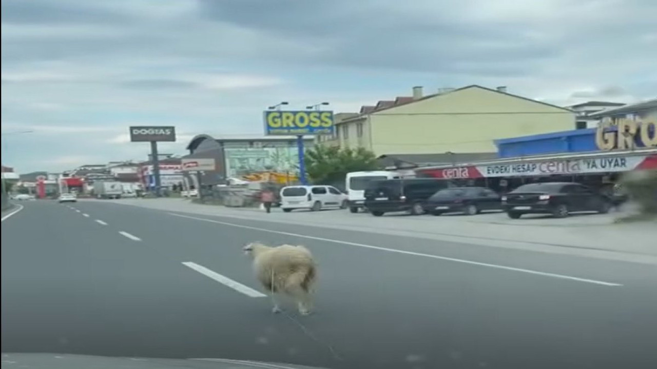 Bayram öncesi nefes kesen mücadele... Kaçak koyun trafiği birbirine kattı