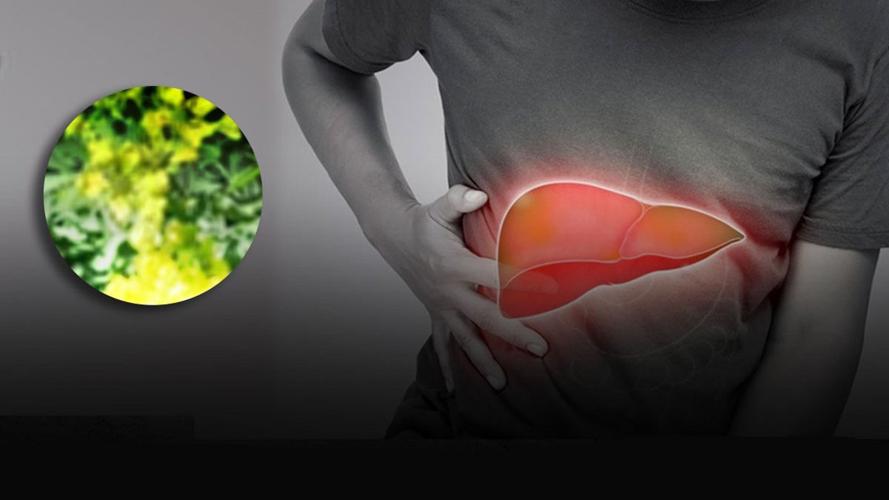 Kalbe, mideye ve cilde iyi gelen mucize! Şifalı otun gücüne şaşıracaksınız