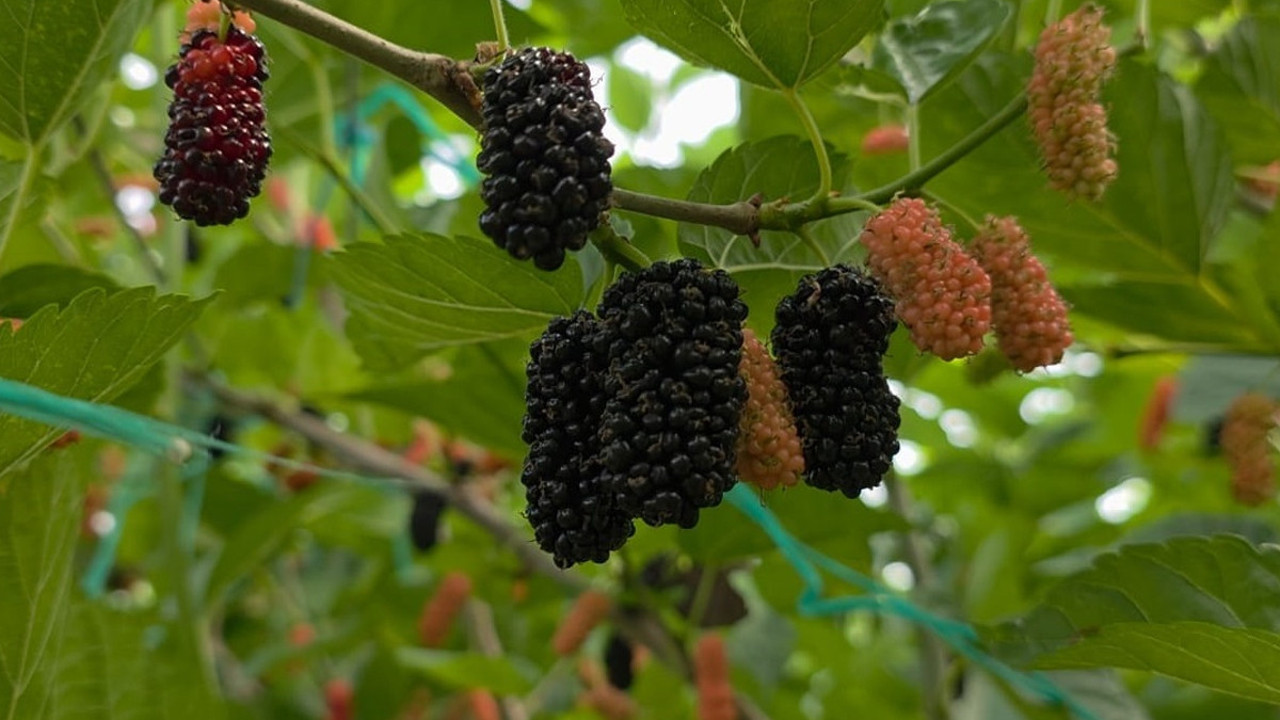 Üreticilerin yüzünü güldürdü! Dubai ve Katar’ı fethetti