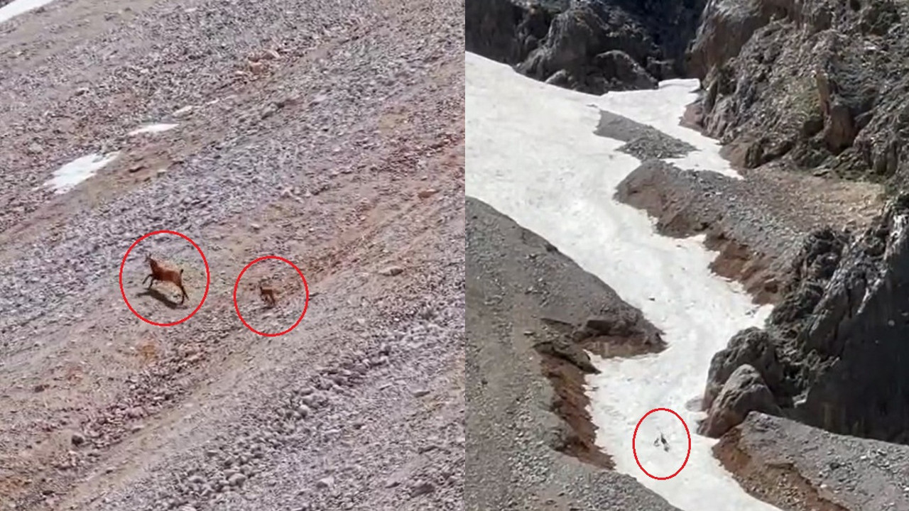 Yamaçtan sessizce indi yavruyu tek pençeyle avladı! Vahşi doğanın acımasız yüzü