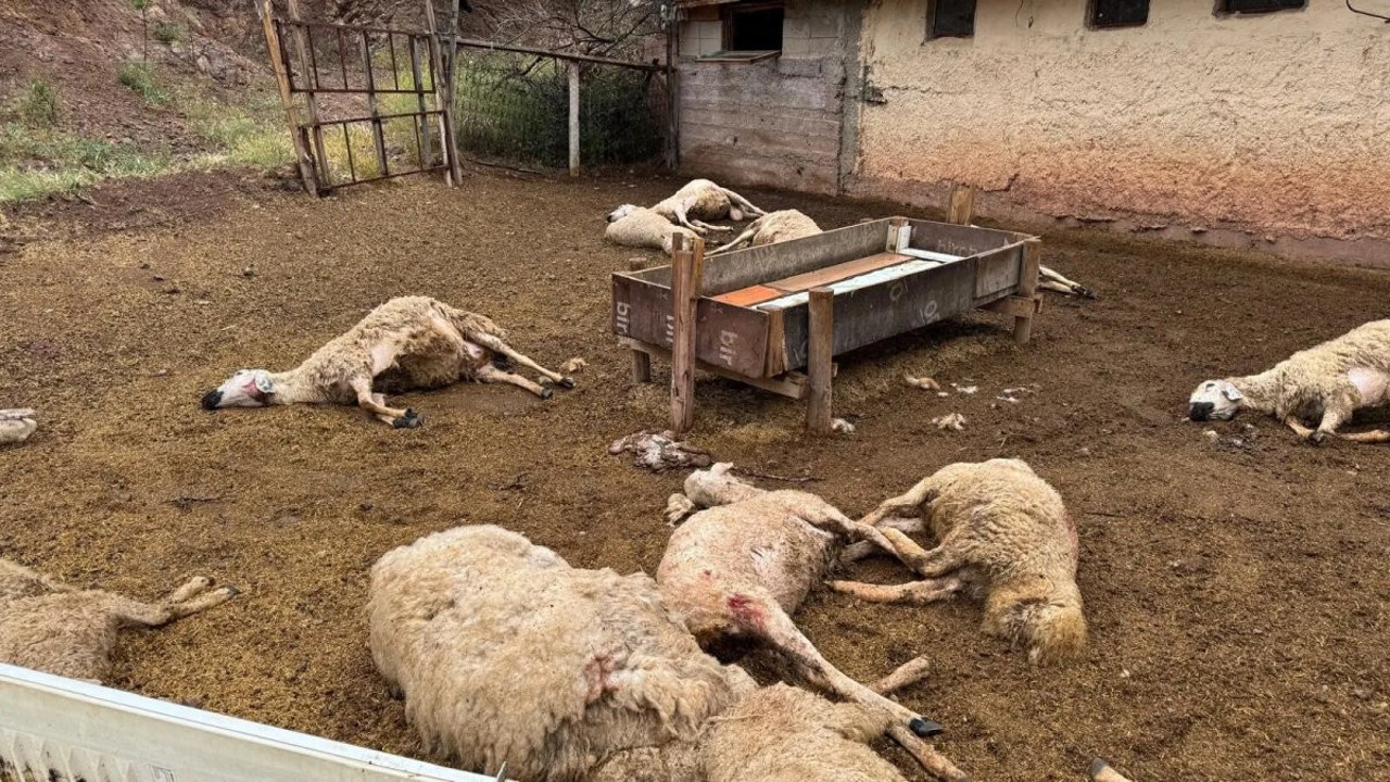 Ağıla giren kurtlar 18 koyunu telef etti