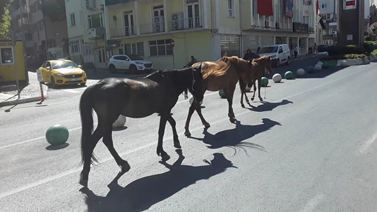 Kırklareli'nde başıboş atlar toplandı