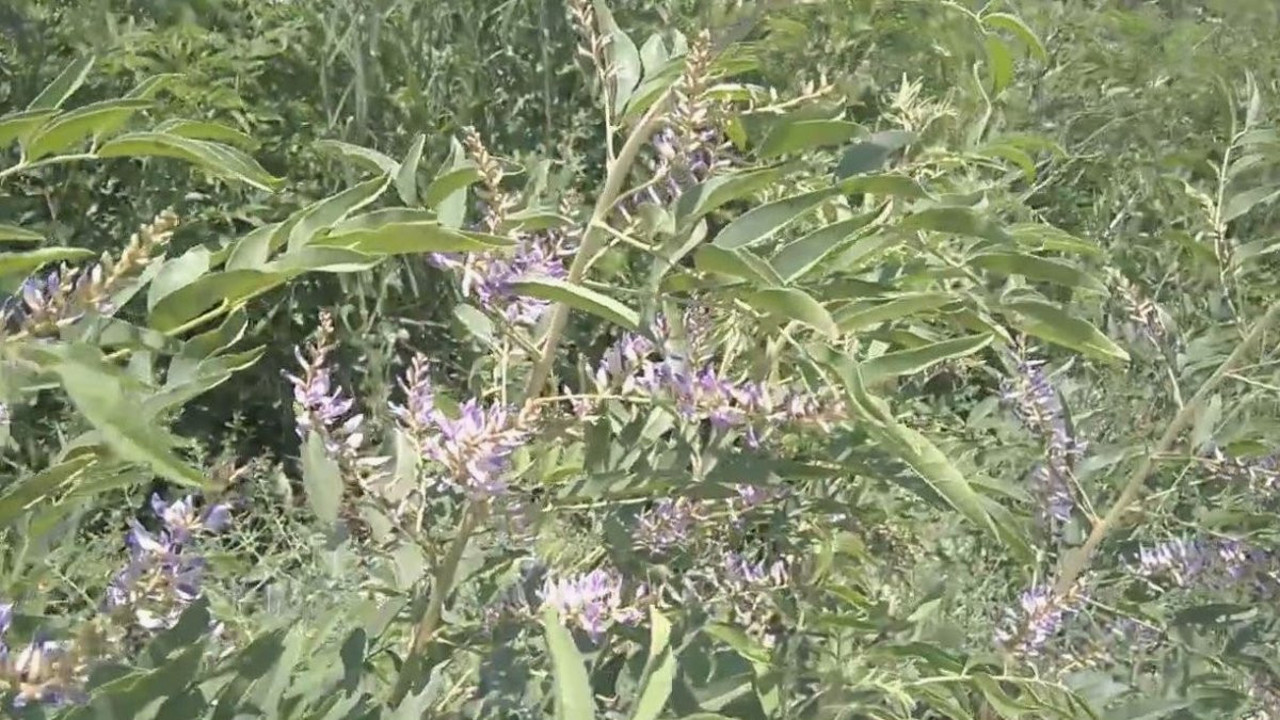 Böbrek ve karaciğeri bitiriyor kanseri mıknatıs gibi çekiyor. Türk baharatında büyük tehlike. İthal edilen ürünü Almanlar piyasadan çekiyor