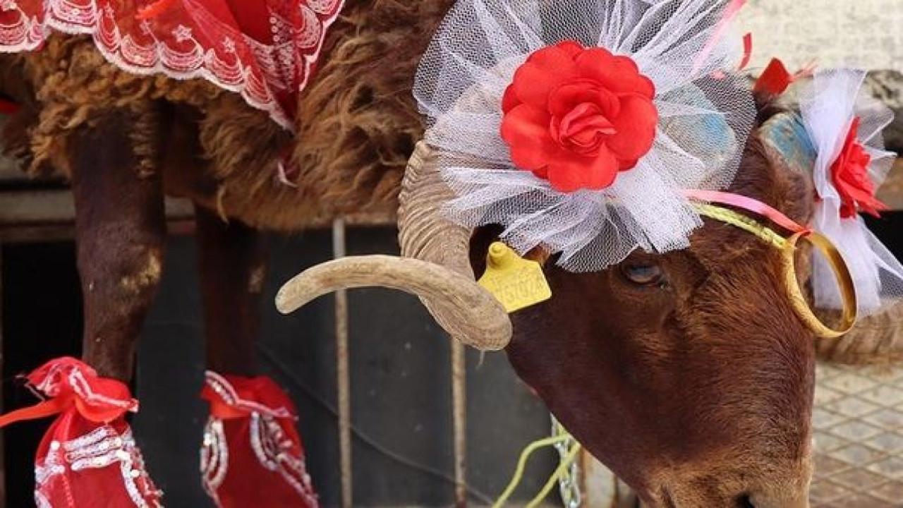 Erzurumlu damattan nişanlısına kurbanlık koç hediyesi