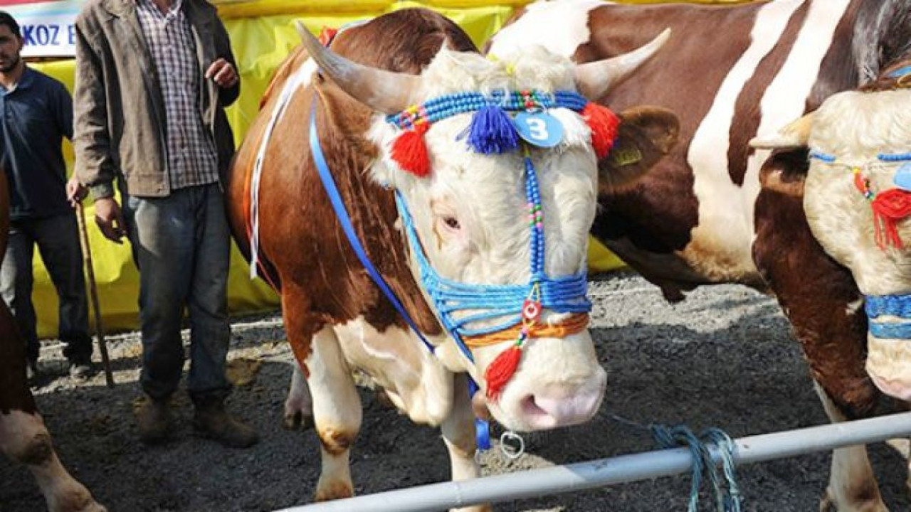 Bayramın ilk gününde 14 bin 372 acemi kasap yaralandı