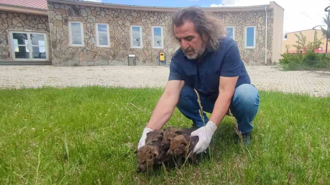 Yaylada bitkin halde bulundular!