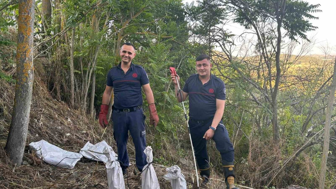 Balıkesir'de engerek mesaisi