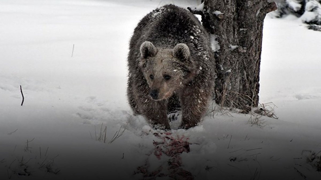 Doğa gezisi canından ediyordu... Ayının saldırdığı adam ağır yaralandı!