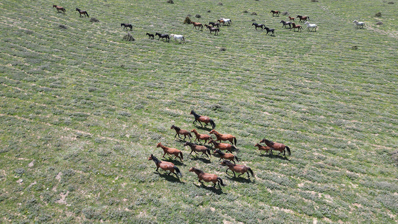 Emir Dağları'ndaki yılkı atları kameralara yansıdı