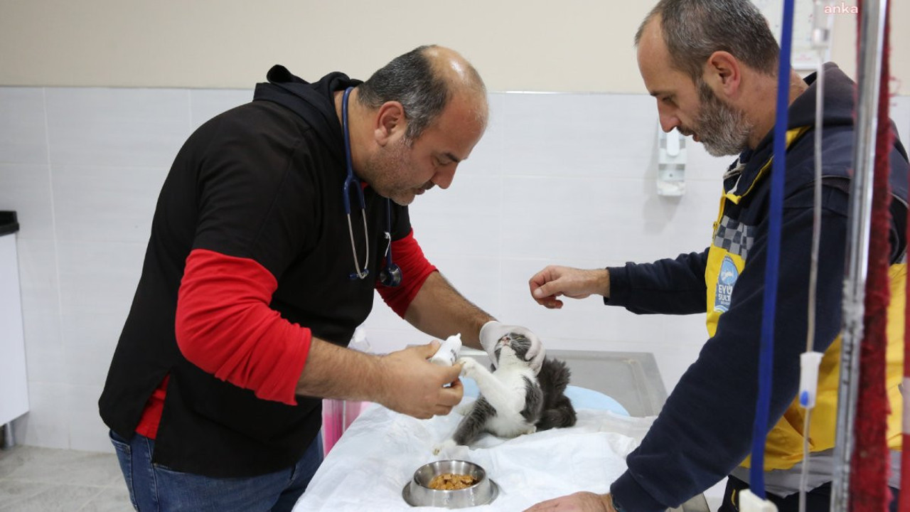 Eyüpsultan Belediyesi'nden sessiz dostlara destek