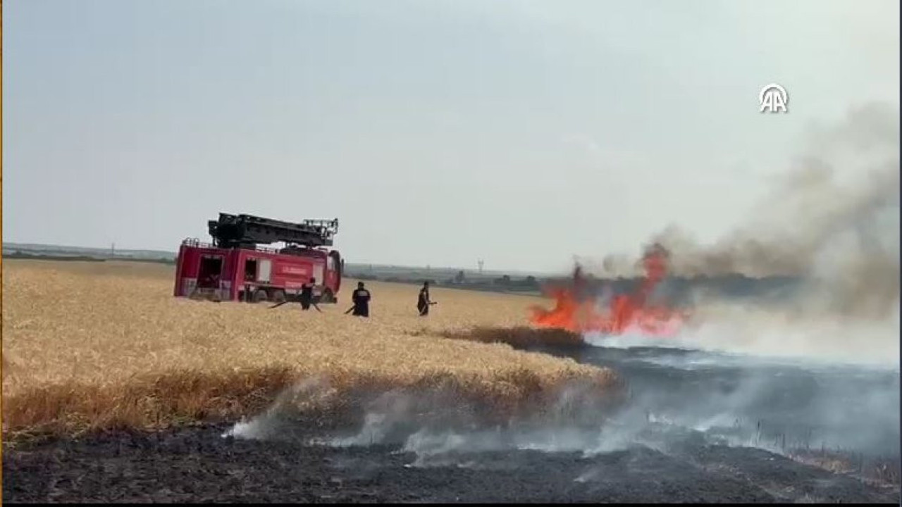 Lüleburgaz’da tarla faciası: 500 dekar buğday kül oldu!