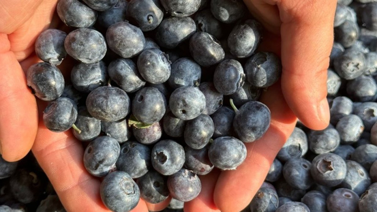 Doğanın gençlik sırları! Erkekler için bilimsel kanıtlı 4 besin