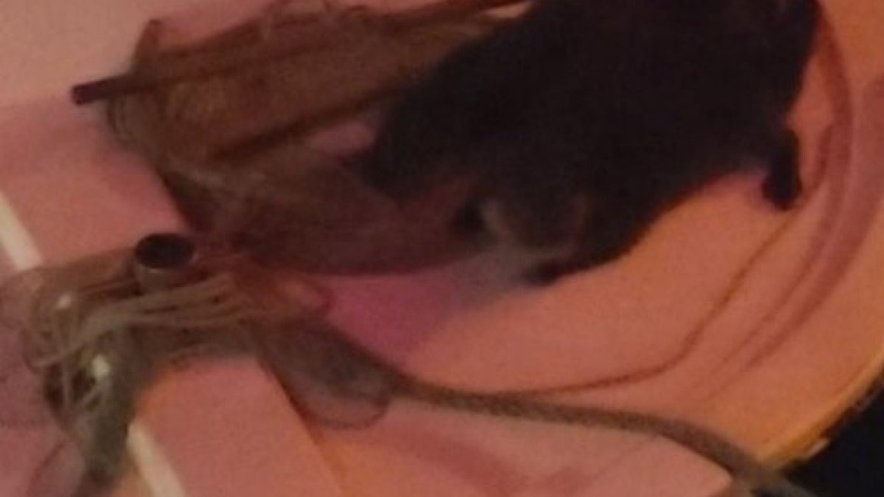 Nesli tükenme tehlikesi altındaydı... Sinop'ta görüntülendiler