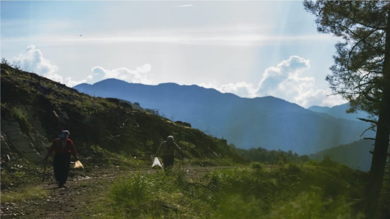 Dağlardan elleriyle tek tek topluyorlar: Pazarda kilosu 4 bin liradan satılıyor