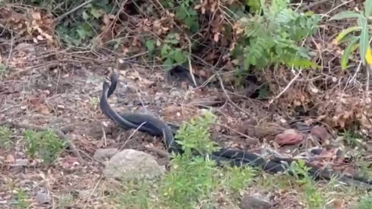 Yılanların dansı kamerada