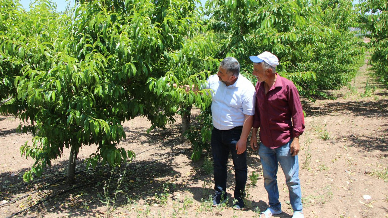 Zirai don 60 yıldır yapılan yarışmayı da vurdu! O meyveden bir tane bile yok