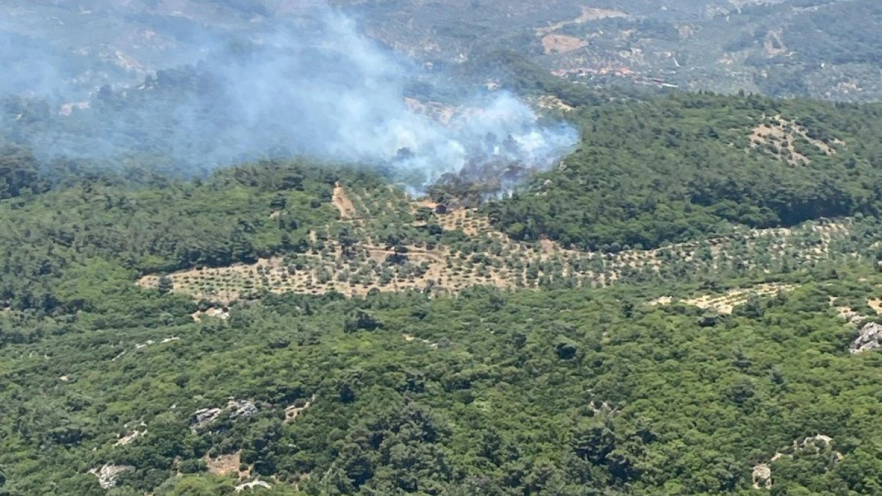 Aydın'da orman yangını