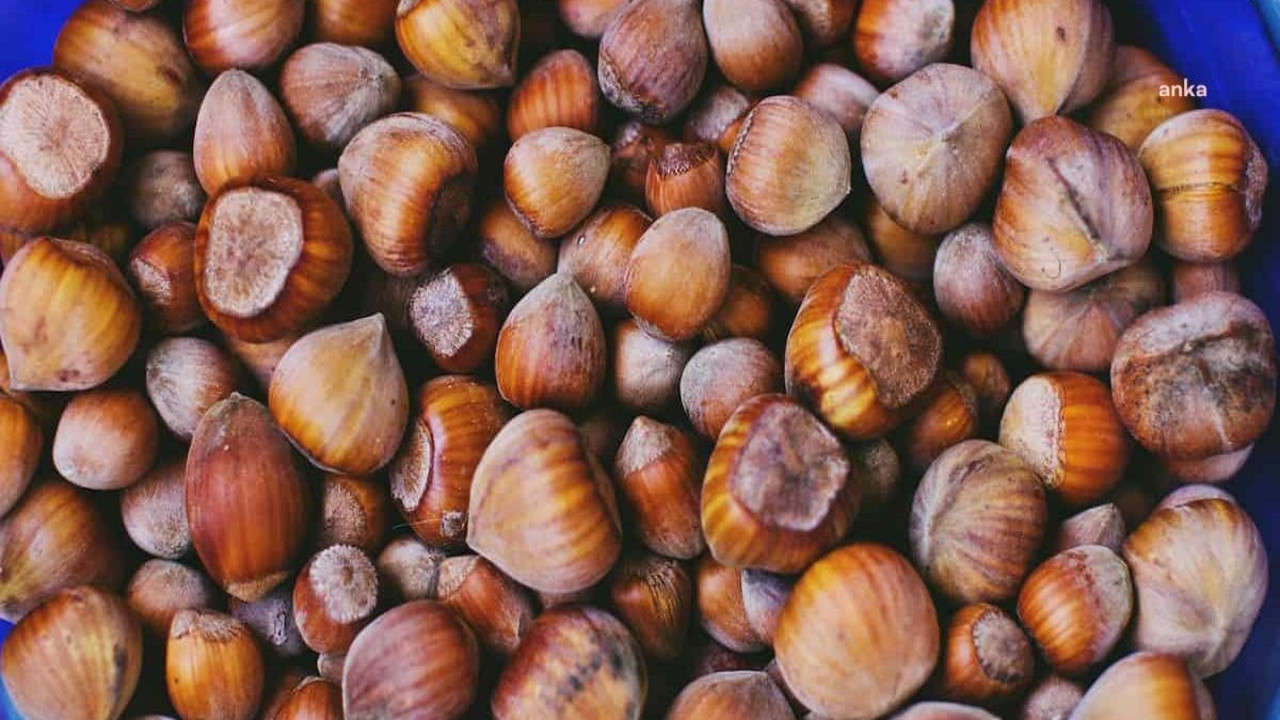 TMO, 10 bin ton kabuklu fındık için satış ihalesine çıkıyor