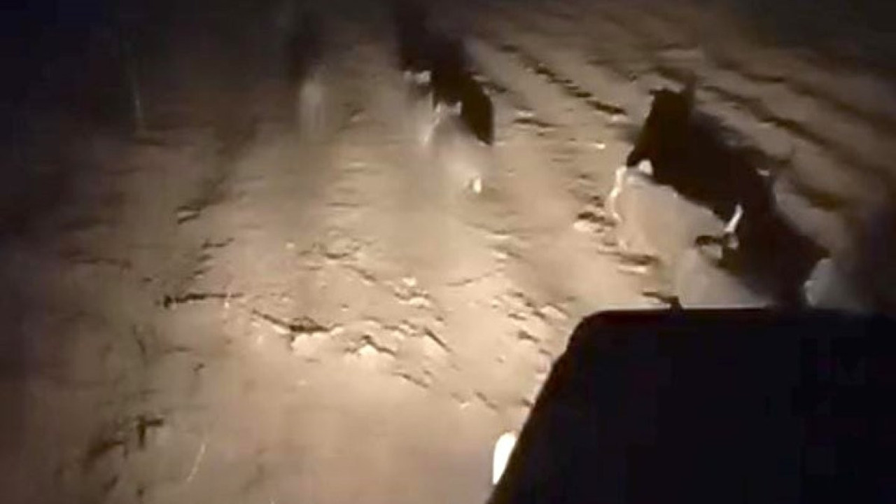 Domuz sürüsünü böyle kovaladı