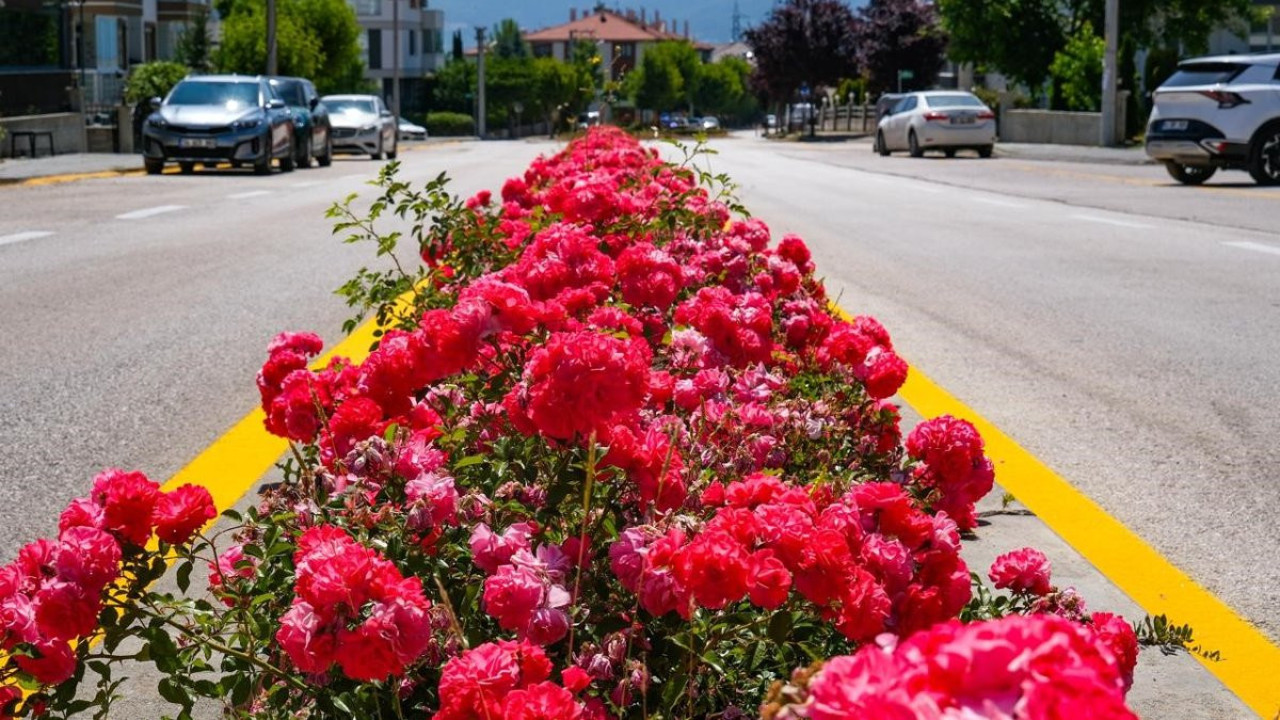 Bolu gül bahçesine çevrildi