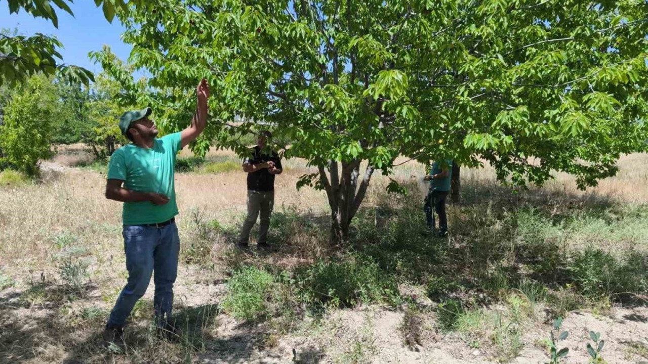 Kirazlar analizi için toplandı