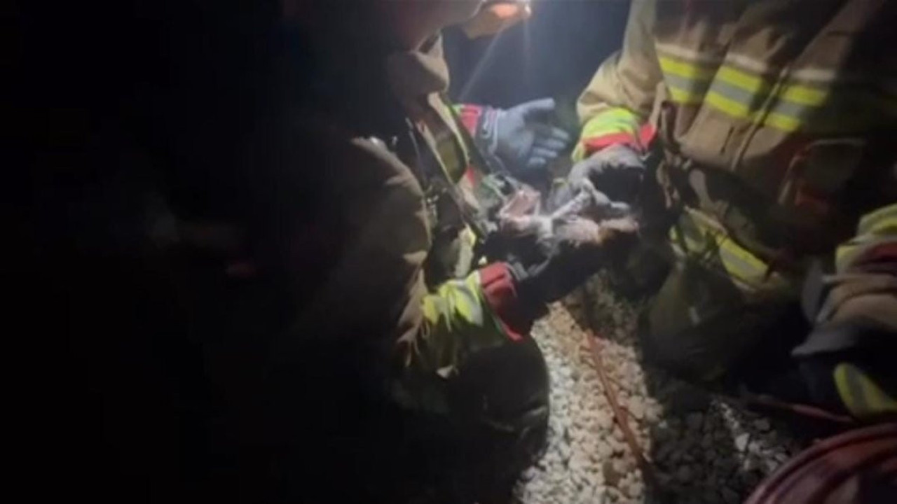 İtfaiye ekiplerinden yangında mahsur kalan kediye yürek ısıtan şefkat