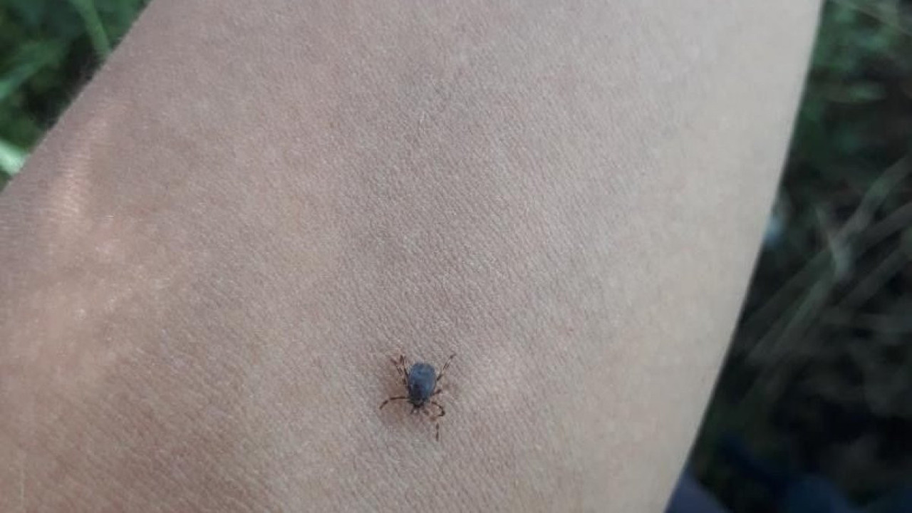 Kene bir can daha aldı!