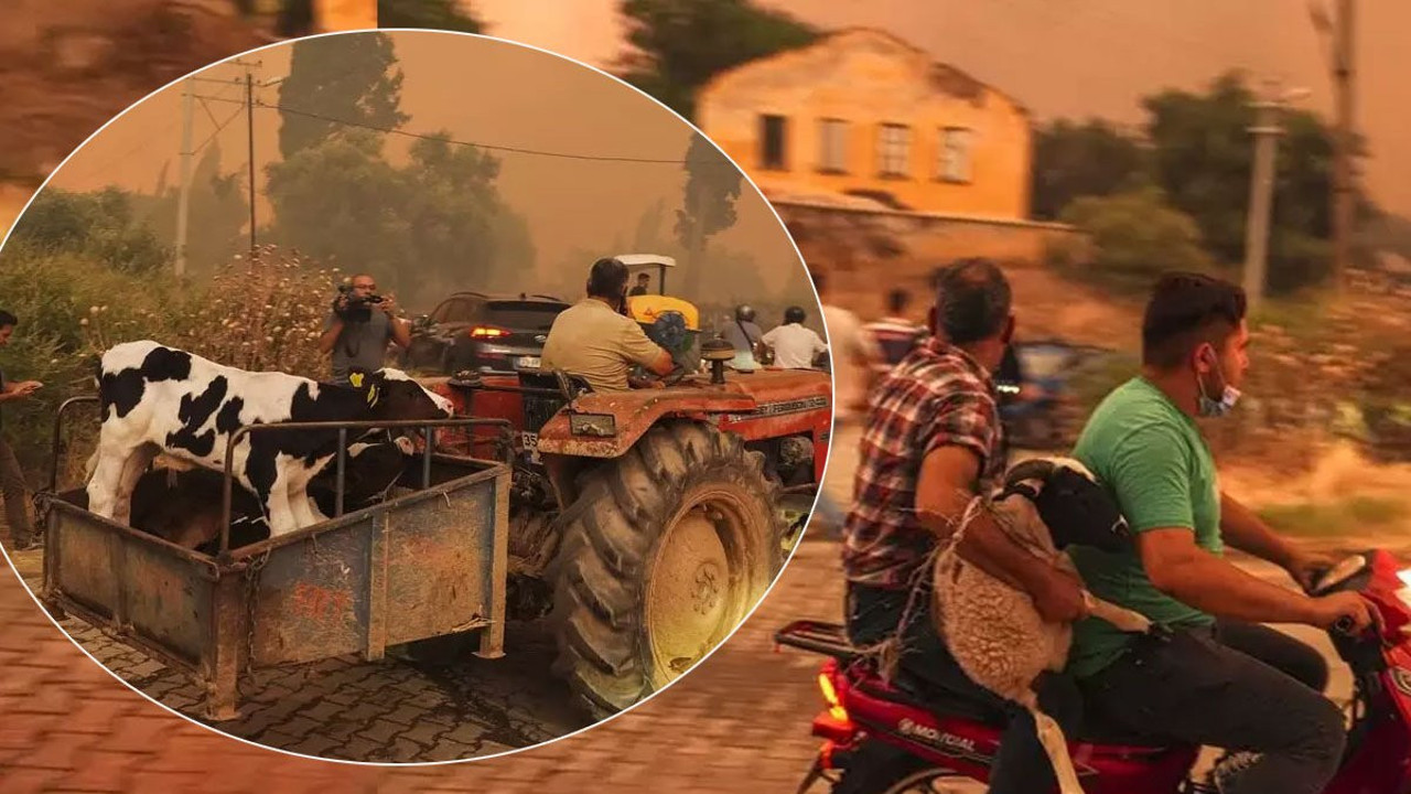 Ödemiş’te alevlerden kaçış! Köylüler hayvanlar için seferber oldu… İzmir hala cayır cayır yanıyor