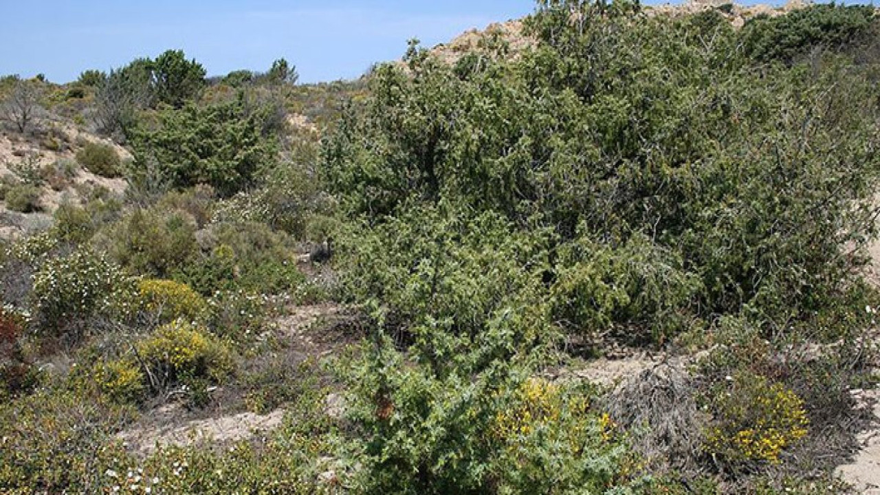 Tabiatta çalı mucizesi: Bilim adamları da şaştı kaldı