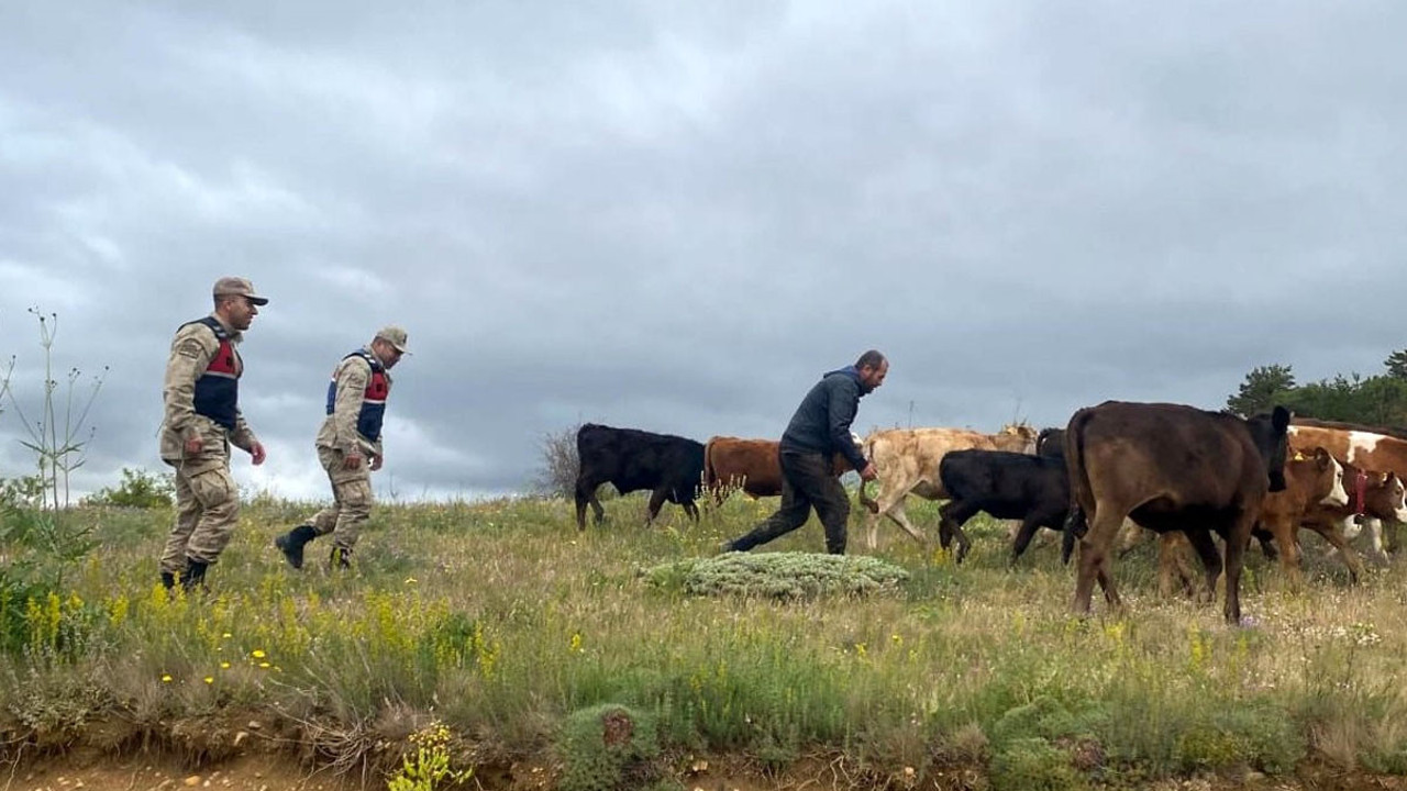 Refahiye’de hayvan krizi! Jandarma drone ile çözdü