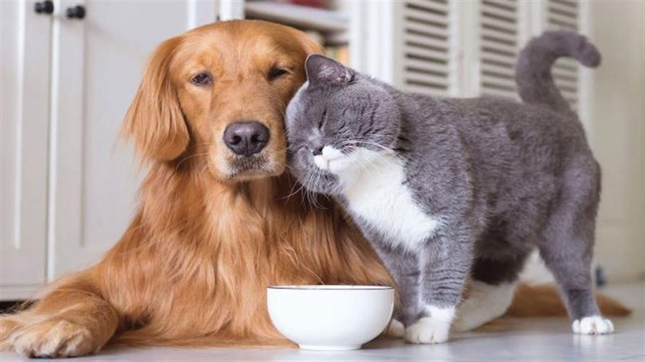 Evcil hayvanlar ömrü uzatır mı? Bilimsel gerçekler ortaya çıkıyor!