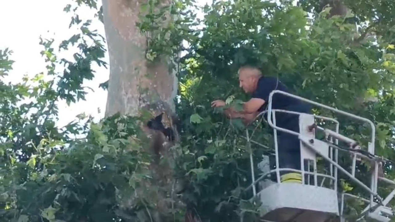 Karga ağaca asıldı: Vatandaşlar film gibi izledi!