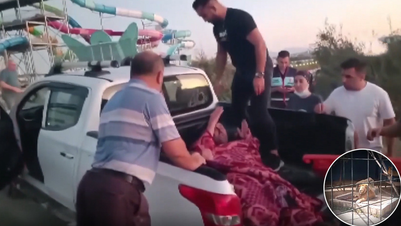 Aslanın öldürülmesi gerekli miydi? veterinerlerden açıklama