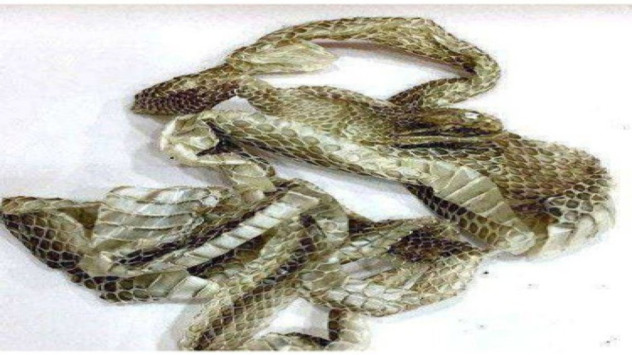 Yılan derisi talebindeki sır perdesi!