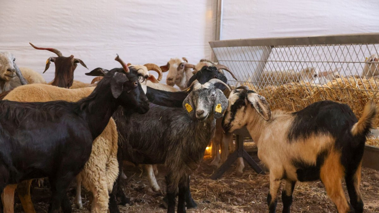 Bilecik'te üreticilere büyükbaş ve küçükbaş hayvan desteği sağlandı