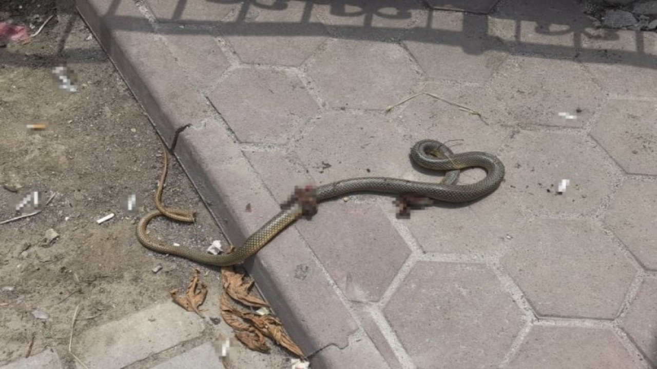 Kendisini ısıran yılanı poşete koyup acile geldi