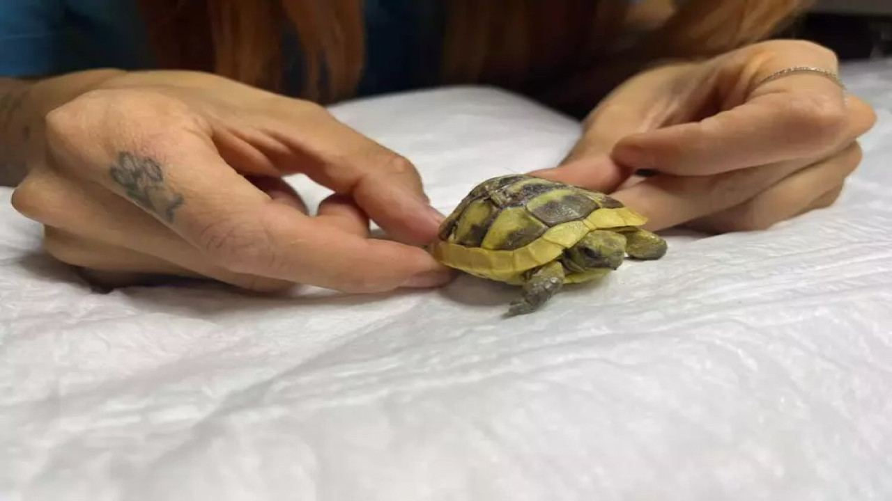Hayati riski vardı! Köpeğin ısırdığı yavru kaplumbağa hayata tutundu