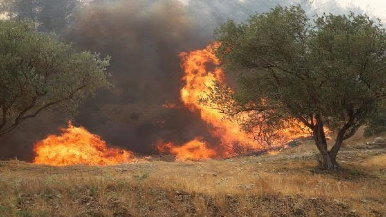 Manisa’da 2 noktada orman yangını: 2 gözaltı
