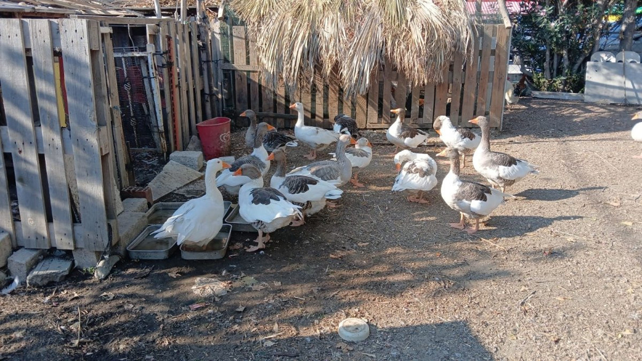 Kümese kapatılmışlardı! Türkiye'nin konuştuğu kazlarla ilgili yeni gelişme